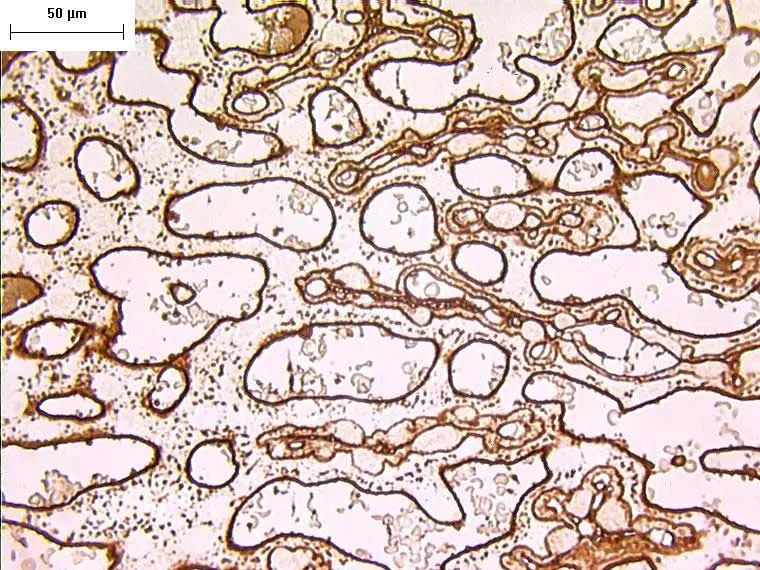 Goldenmoleephabx40