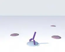 Immpress Polymer Kits Add Primary Antibody