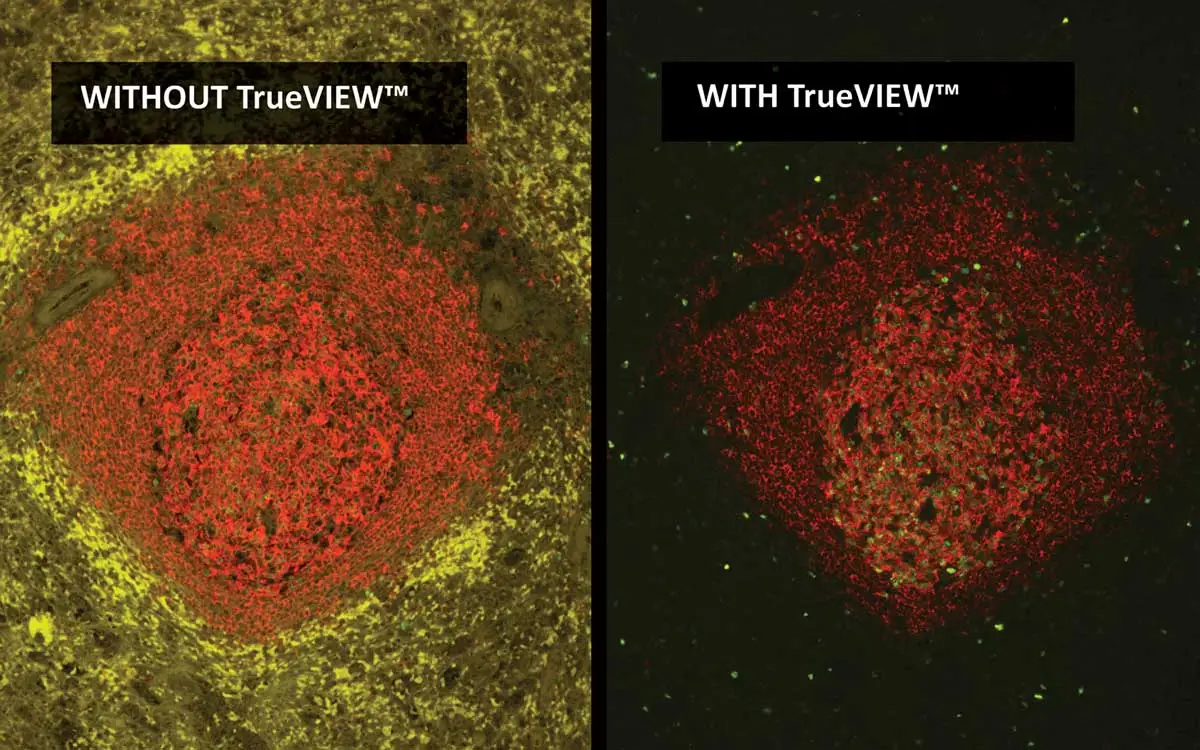 Trueview.v2