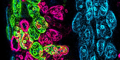 Fluo 1