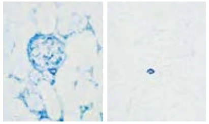 Mouse Kidney Stained