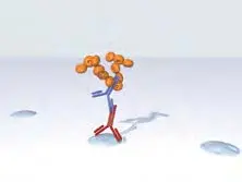 Multiple Antigen Label Immpress2