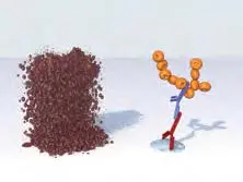 Multiple Antigen Label Immpress5