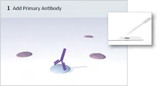 Vectastain Abc System Img1