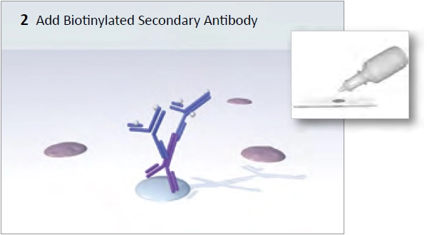 Vectastain Abc System Img2