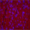 Colon: Desmin (m), Biotinylated Horse anti-mouse IgG, Texas Red Avidin DCS (red). Mounted in VECTASHIELD HardSet Mounting Medium with DAPI.