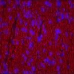 Colon: Desmin (M), Biotinylated Horse Anti-Mouse Igg, Texas Red Avidin Dcs (Red). Mounted In Vectashield Hardset Mounting Medium With Dapi.