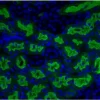 Formalin-fixed, paraffin-embedded mouse kidney stained with Fl-AAL. Mounted with VECTASHIELD HardSet with DAPI.