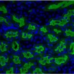 Formalin-Fixed, Paraffin-Embedded Mouse Kidney Stained With Fl-Aal. Mounted With Vectashield Hardset With Dapi.