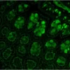 Formalin-fixed, paraffin-embedded mouse kidney stained with Fl-AAL. Mounted with VECTASHIELD HardSet with DAPI.
