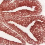 Immpact® Aec Substrate Kit, Peroxidase (Hrp)