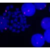 Fluorescence in situ hybridization of human chromosomes using 5' EndTag Texas Red-labeled pHuR 98 detected directly and mounted in Vectashield Mounting Media with DAPI.