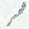 Colon: PGP 9.5 (m, VP-P983), ImmPRESS Anti-Mouse Ig Kit, ImmPACT SG (blue-gray) substrate.