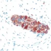 Colon: Peripherin (m, VP-P968), ImmPRESS Anti-Mouse Ig Kit, ImmPACT AEC (red) substrate.
