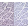 Left: Dog intestine stained with rabbit antibody against Ki67 and detected with ImmPRESS VR HRP Anti-Rabbit IgG and Vector NovaRED Substrate. Counterstained with Hematoxylin QS. Right. No primary antibody negative control section displaying no backgro