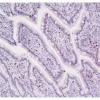 ImmPRESS®-VR Horse Anti-Rabbit IgG Polymer Detection Kit, Peroxidase, Veterinary Reagent