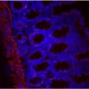 Colon: Desmin (m), Biotinylated Horse anti-mouse IgG, Texas Red Avidin DCS (red). Mounted in VECTASHIELD HardSet Mounting Medium with DAPI.