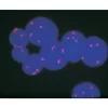 FastTag Biotin-labeled pUC1.77 detected with Texas Red Avidin DCS, Biotinylated Anti-Avidin and Texas Red Avidin DCS, and counterstained with VECTASHIELD with DAPI.