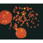 Fasttag Fluorescein Labeled Puc1.77 Detected With Biotinylated Anti-Fluorescein And Fluorescein Avidin Dcs, And Counterstained With Vectashield With Pi.