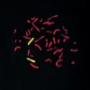 Human chromosome 6 paint detected with FITC-labeled probe (yellow) and mounted with VECTASHIELD Mounting Medium with PI (red) Photo courtesy of Cytocell Ltd.