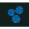 Goat Anti-Fluorescein, Biotinylated
