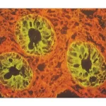 Lycopersicon Esculentum (Tomato) Lectin (Lel, Tl), Fluorescein