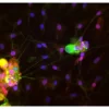 Horse Anti-Goat IgG Antibody (H+L), DyLight™ 594