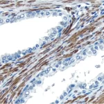 Vectastain® Universal Quick Hrp Kit, Peroxidase (Concentrate)