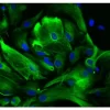 Horse Anti-Mouse IgG Antibody (H+L), DyLight™ 488