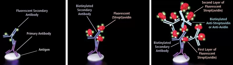 B2 Fig1 3 800 Jpg