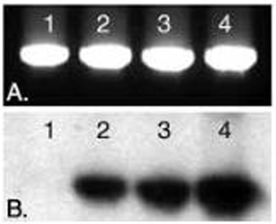Etpcrfig2A Cropped