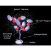 VECTASTAIN® ABC-AmP Reagent (Standard, Western Blot Detection)