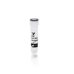 Goat Anti-Wheat Germ Agglutinin (Wga), Unconjugated