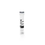 Succinylated Wheat Germ Agglutinin (Wga), Biotinylated