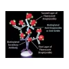 Goat Anti-Avidin D Antibody, Biotinylated