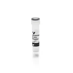 Goat Anti-Rabbit Igg Antibody (H+L), Biotinylated