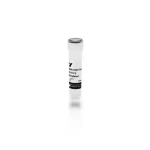 Rabbit Anti-Goat Igg Antibody (H+L), Biotinylated