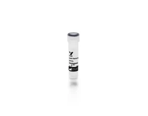 Goat Anti-Horse IgG Antibody (H+L), Biotinylated