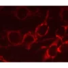 C6 rat glioma cells: Antibody to mitochondria localized with Alexa 555 labeled secondary antibody. Mounted in VECTASHIELD HardSet Mounting Medium. Photo taken after 15 minutes of irradiation under mercury vapor light source. Only slight fading of fluo