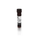 Rabbit Anti-Goat Igg Antibody (H+L), Amca