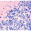 Human Tonsil: Mouse Anti-Ki67, ImmPRESS-AP Anti-Mouse IgG, Vector Blue, Nuclear Fast Red counterstain. Mounted in VectaMount Express Mounting Media