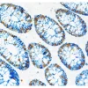 Human Colon: Mouse Anti-Ki67, ImmPRESS-HRP Anti-Mouse IgG, ImmPACT DAB EqV and Rabbit Anti-Cytokeratin ImmPRESS-AP Anti-Rabbit IgG, Vector Blue. Mounted in VectaMount Express Mounting Media