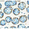 Human Colon: Mouse Anti-Ki67, ImmPRESS-HRP Anti-Mouse IgG, ImmPACT DAB EqV and Rabbit Anti-Cytokeratin ImmPRESS-AP Anti-Rabbit IgG, Vector Blue. Mounted in VectaMount Express Mounting Media