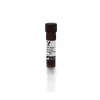 Goat Anti-Rabbit IgG Antibody (H+L), DyLight™ 549