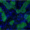 Mouse kidney, formalin-fixed, paraffin-embedded: DyLight 488 Labeled Lycopersicon Esculentum lectin (green) mounted in VECTASHIELD HardSet with DAPI (blue).