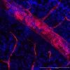 Retina from mice, perfused with DyLight 594-LEL. The retina were sectioned and mounted in Vectashield HardSet+DAPI. Image courtesy of George W. Smith, Florida Atlantic University.