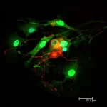 Goat Anti-Rabbit Igg Antibody (H+L), Dylight™ 549