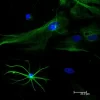 Horse Anti-Goat IgG Antibody (H+L), DyLight™ 488