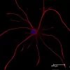 Horse Anti-Mouse IgG Antibody (H+L), DyLight™ 549