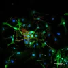 Dorsal root ganglia cells (neurons and satellite glia) - double label. BIII tubulin, DyLight 549 labeled secondary antibody (orange). S100, DyLight 488 labeled secondary antibody (green). Mounted in VECTASHIELD HardSet Mounting Medium with DAPI. Image cou